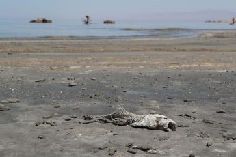 salton-sea-dead-fish – Professor Tim Bradley