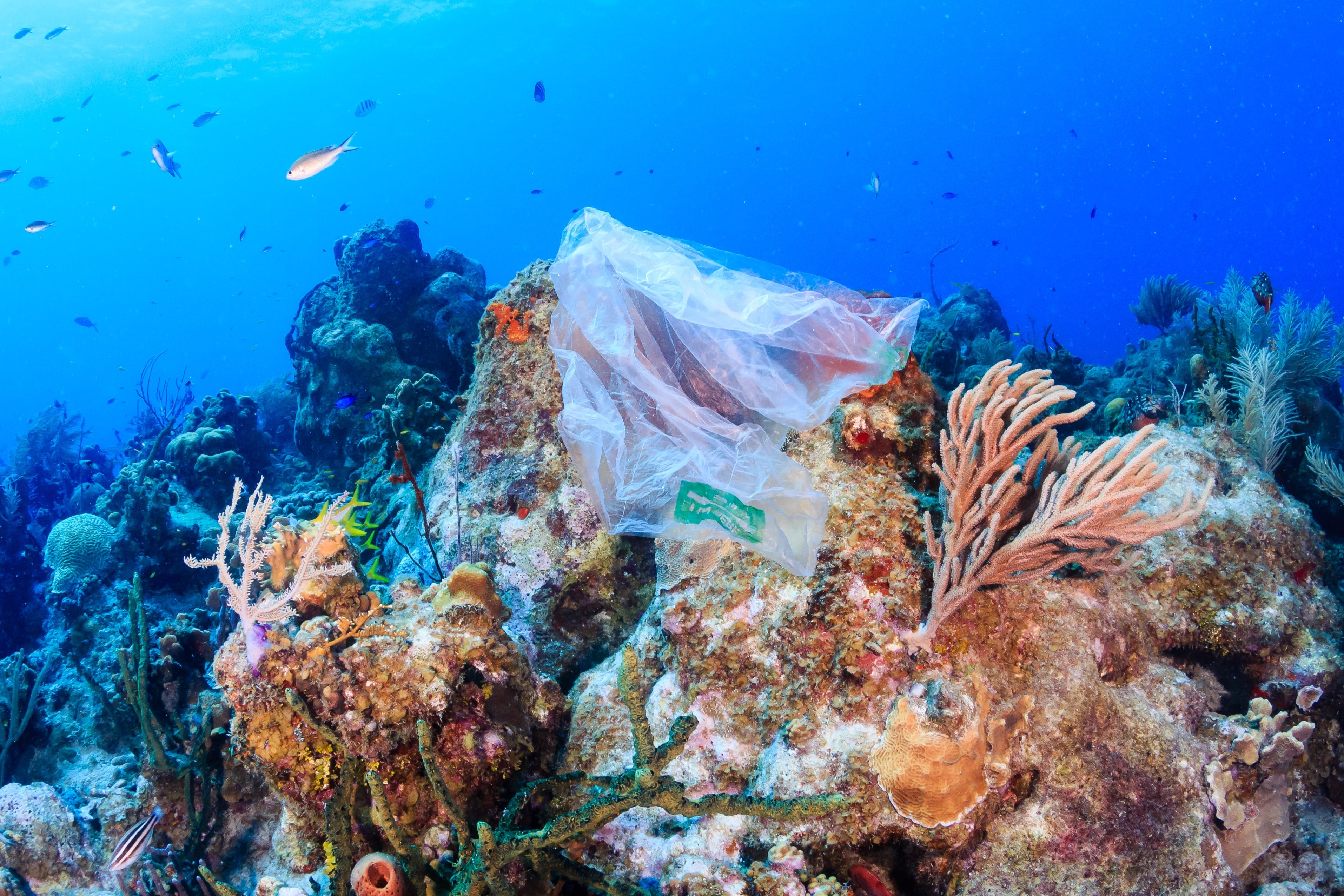 Plastic pollution:- a discarded plastic rubbish bag floats on a