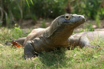 komododragon_slasher_ZA_7171-1024×683