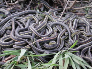 A pile of snakes