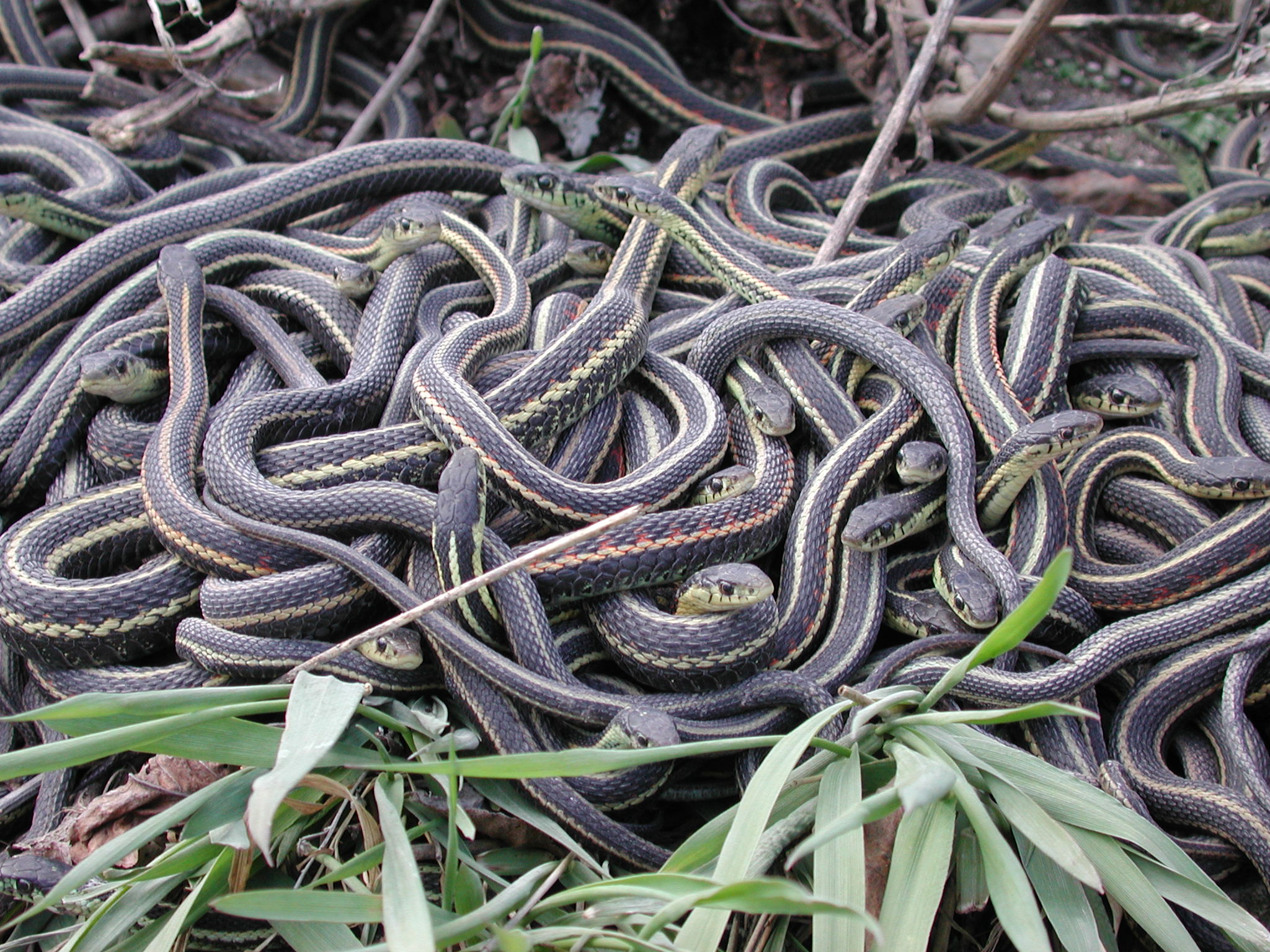 A pile of snakes